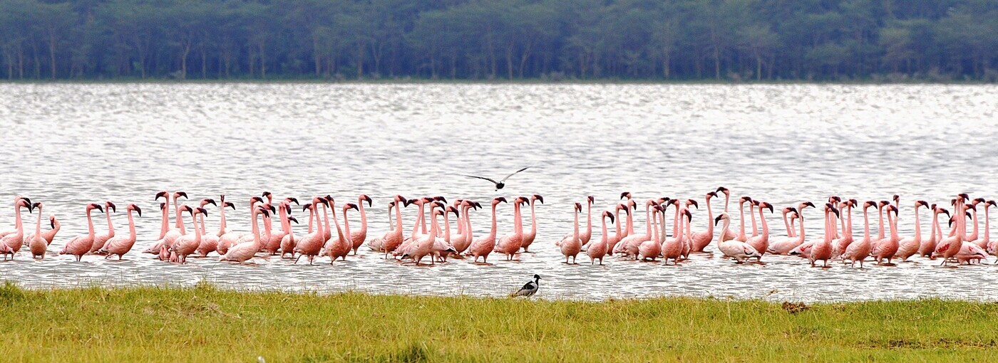 Fill 1400x510 lago nakuru