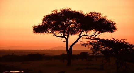 Fill 440x240 tree 7235698