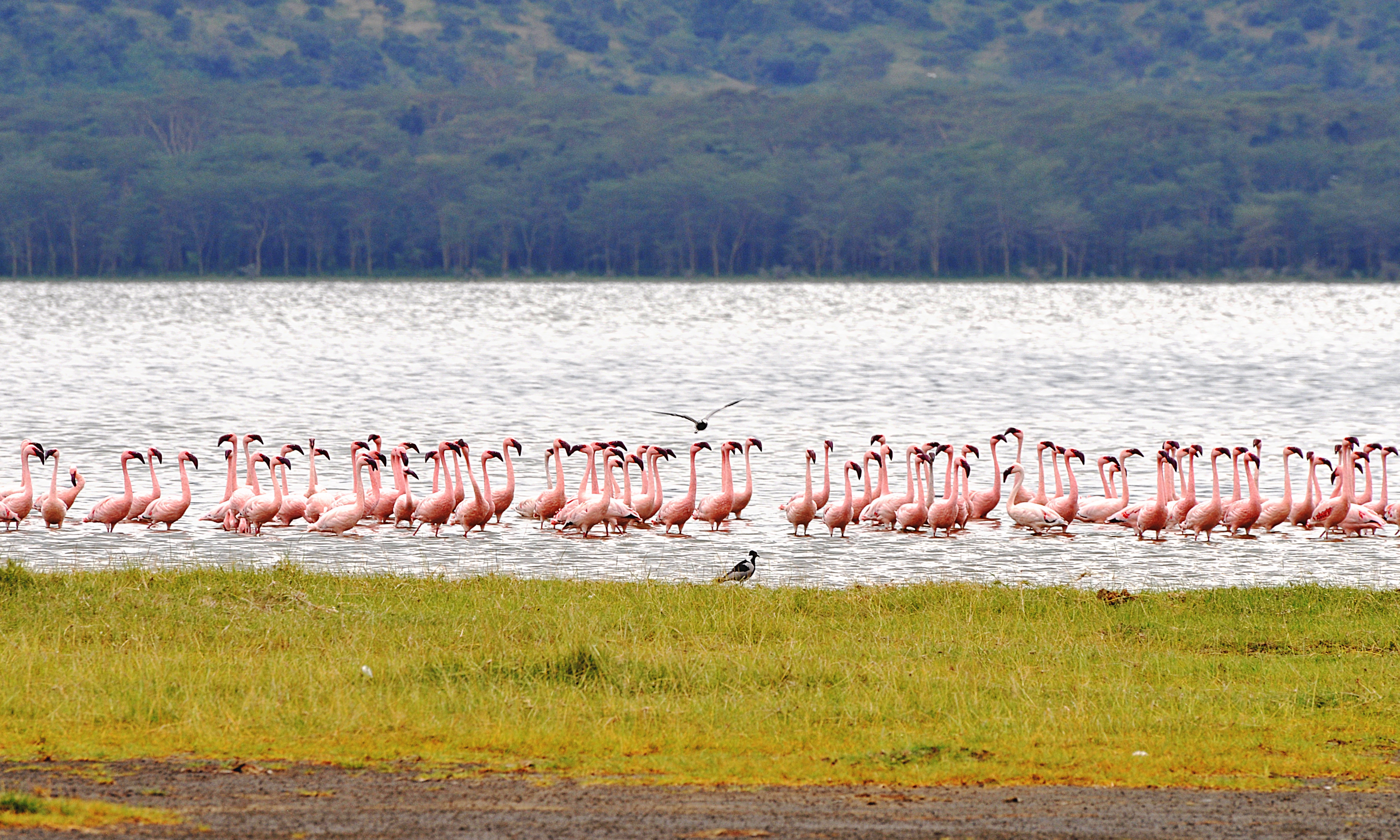 Lago nakuru